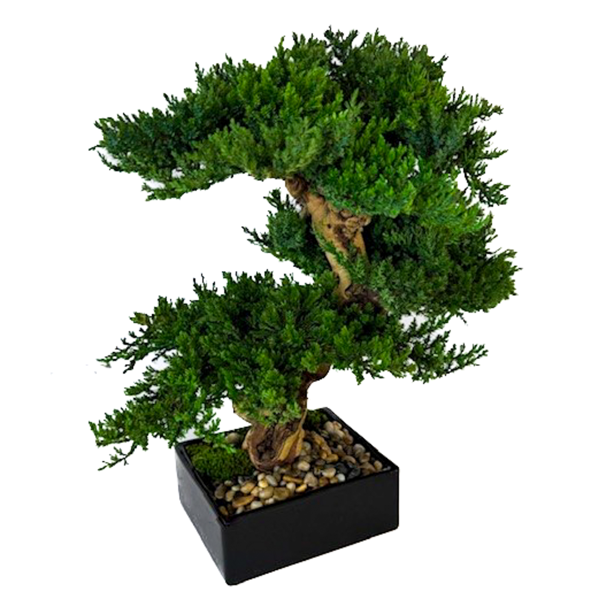 Triple Preserved Monterey Bonsai